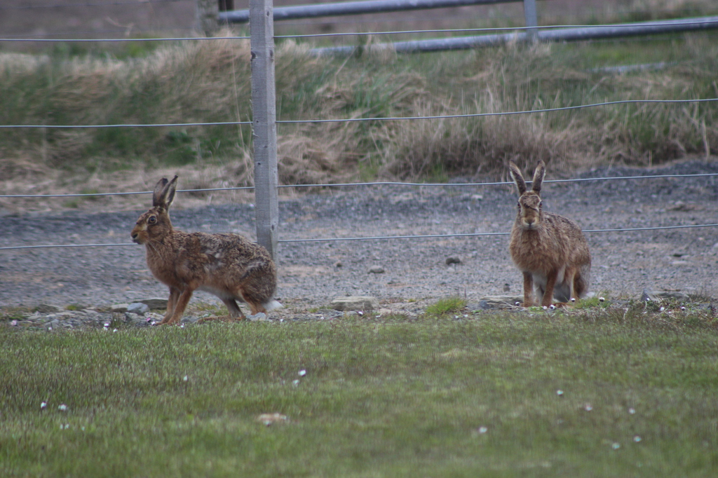 Hares in the field