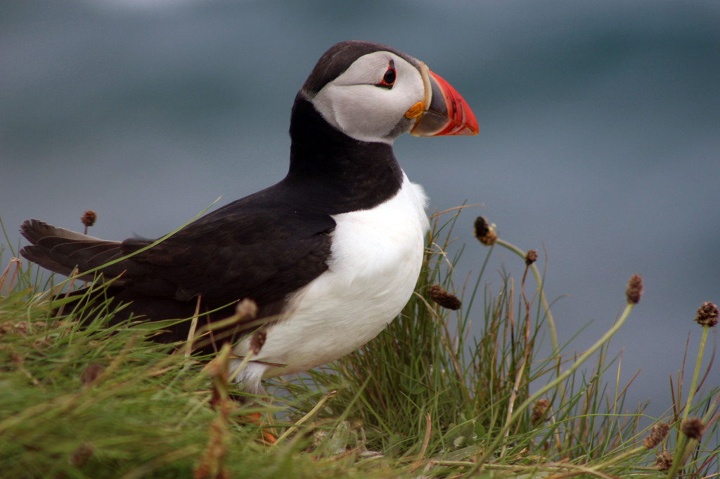 Puffin
