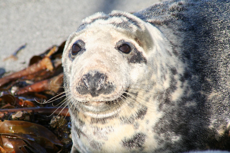 Grey seal pup